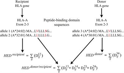 Human leukocyte antigen evolutionary divergence as a novel risk factor for donor selection in acute lymphoblastic leukemia patients undergoing haploidentical hematopoietic stem cell transplantation